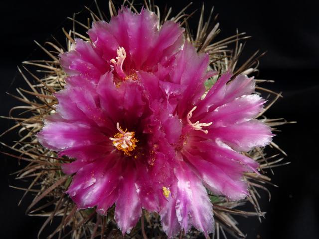 Ferocactus fordii 