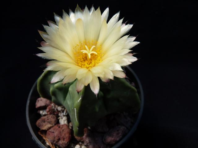 astrophytum myriostigma v. nudum cv. fukuryu