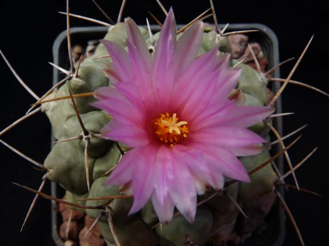 Thelocactus mirandus 