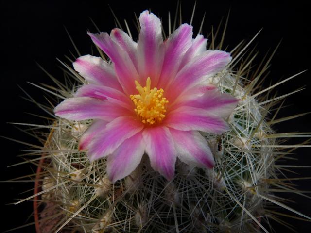 Thelocactus macdowellii 