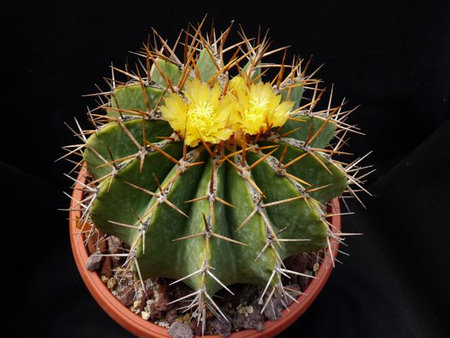 Ferocactus schwarzii 