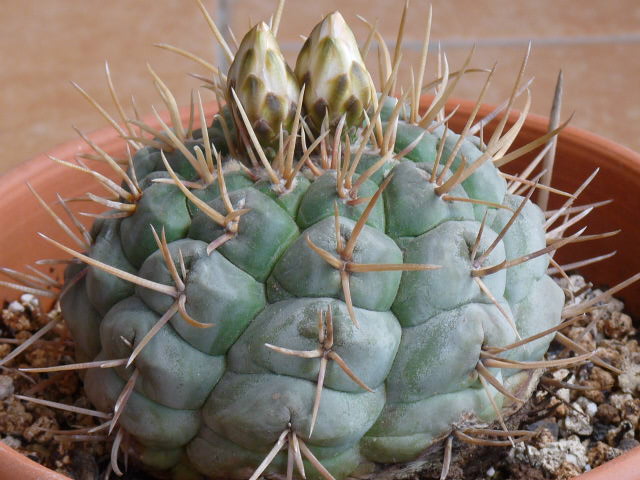 Thelocactus hexaedrophorus 