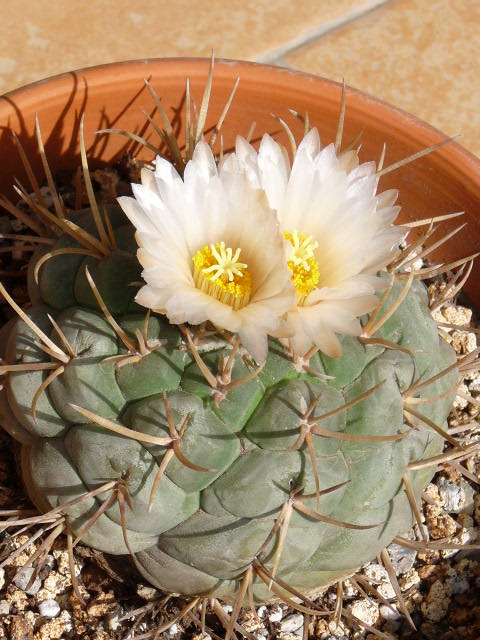 Thelocactus hexaedrophorus 