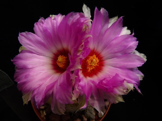 Thelocactus bicolor 