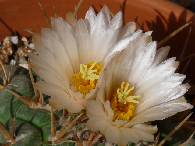 Thelocactus hexaedrophorus 