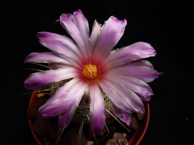 Thelocactus bicolor ssp. bolaensis 