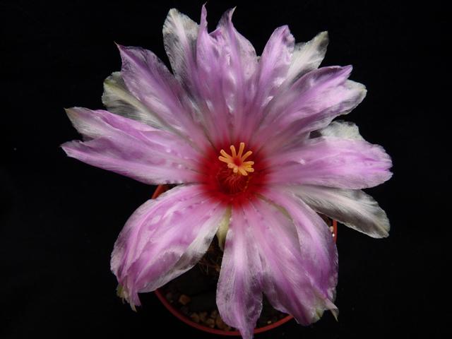 Thelocactus bicolor 