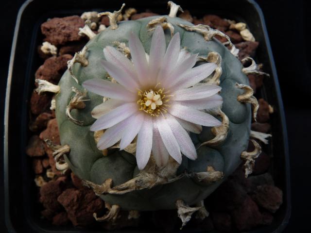 Lophophora williamsii 