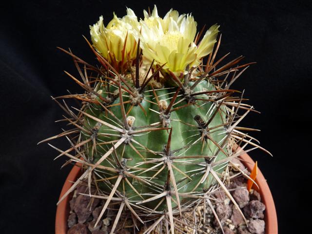 Ferocactus viridescens 