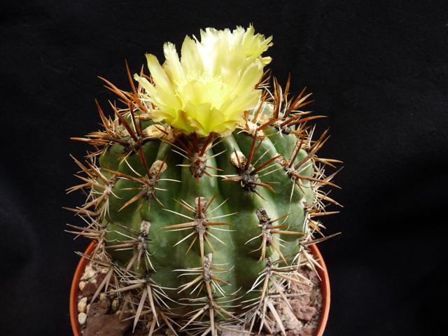 ferocactus viridescens v. orcuttii