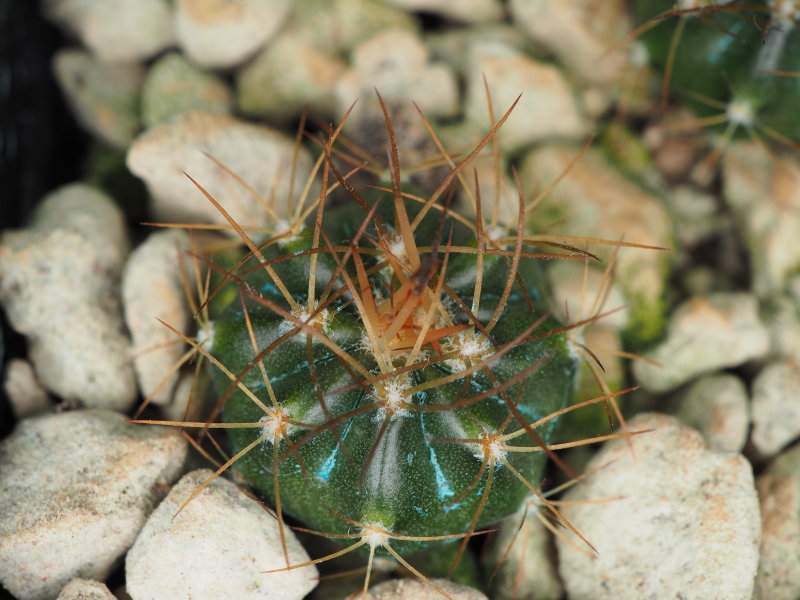 Melocactus bahiensis 