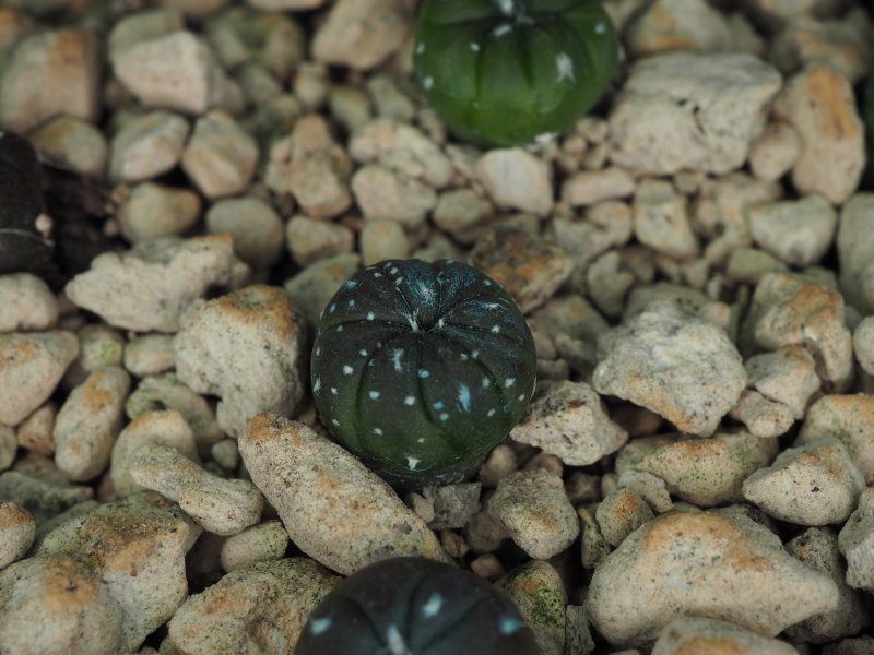 Astrophytum asterias 