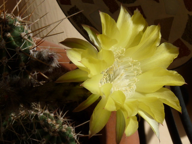 Echinopsis aurea 