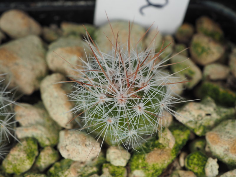 mammillaria candida