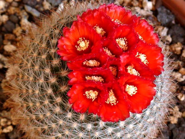 Parodia sanguiniflora 