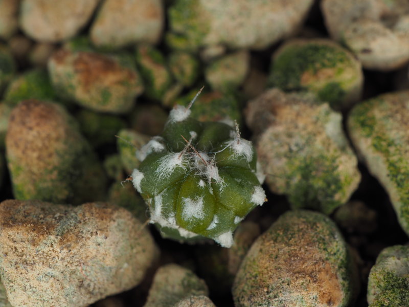 Astrophytum myriostigma 