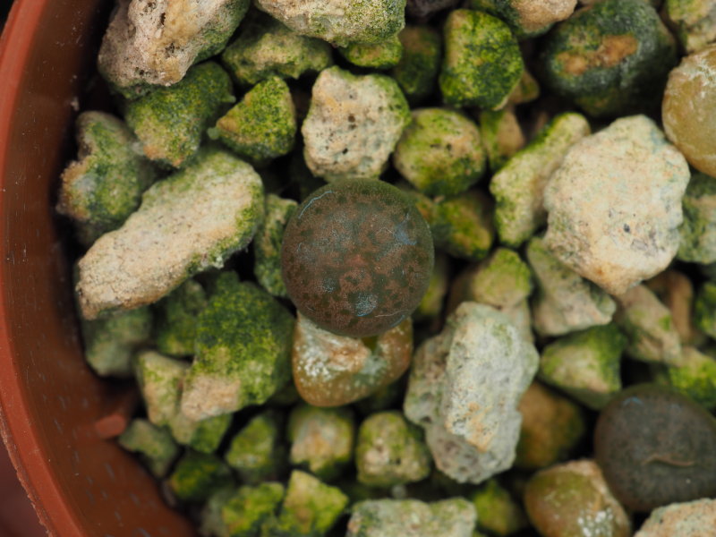 Lithops coleorum 