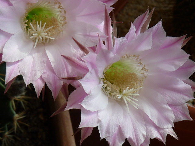 Echinopsis oxygona 