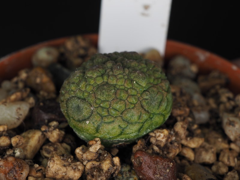 Pseudolithos migiurtinus 