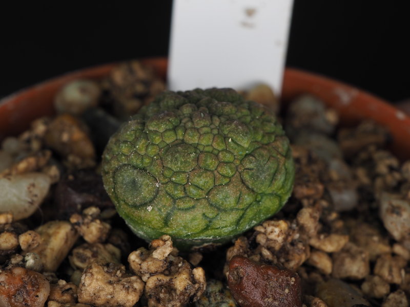 Pseudolithos migiurtinus 