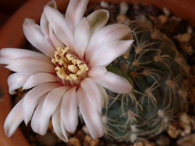 Gymnocalycium calochlorum 