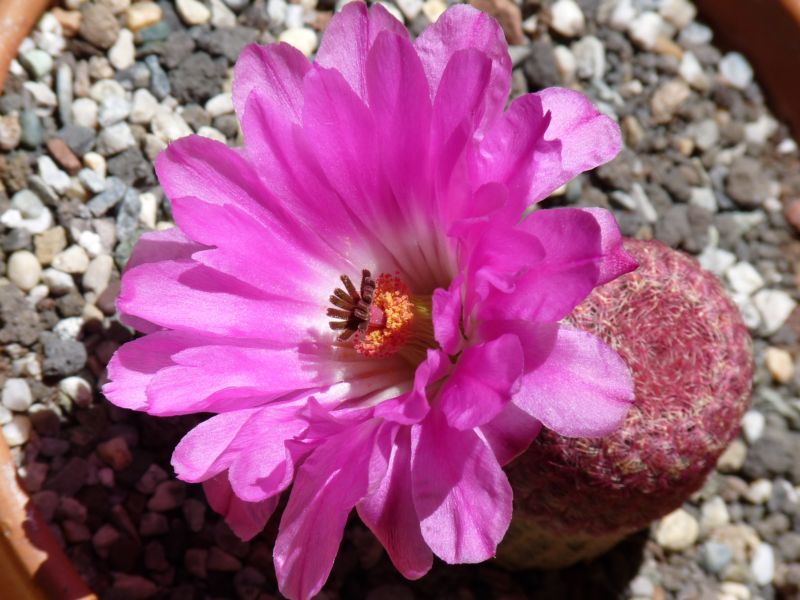 Echinocereus rigidissimus ssp. rubispinus 