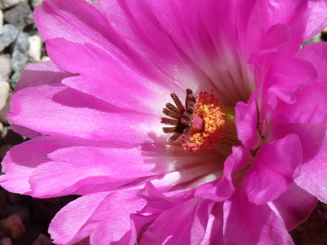 Echinocereus rigidissimus ssp. rubispinus 