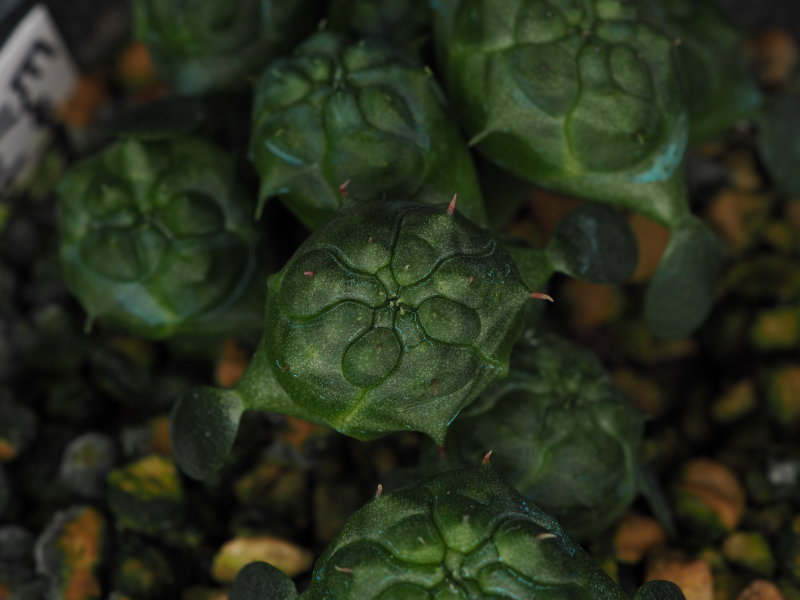 Euphorbia obesa 