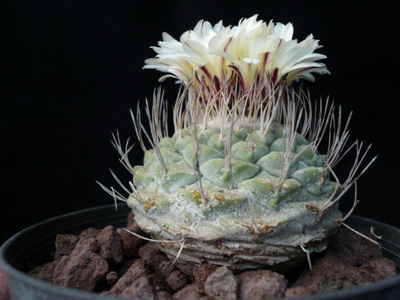Strombocactus disciformis 