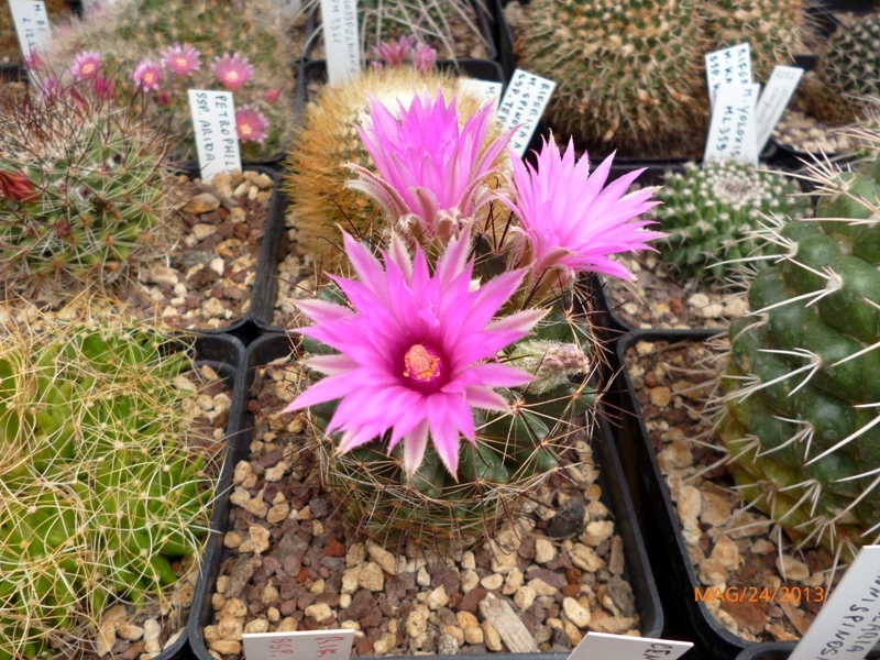 Mammillaria wrightii 