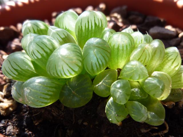 Haworthia cooperi v. truncata 