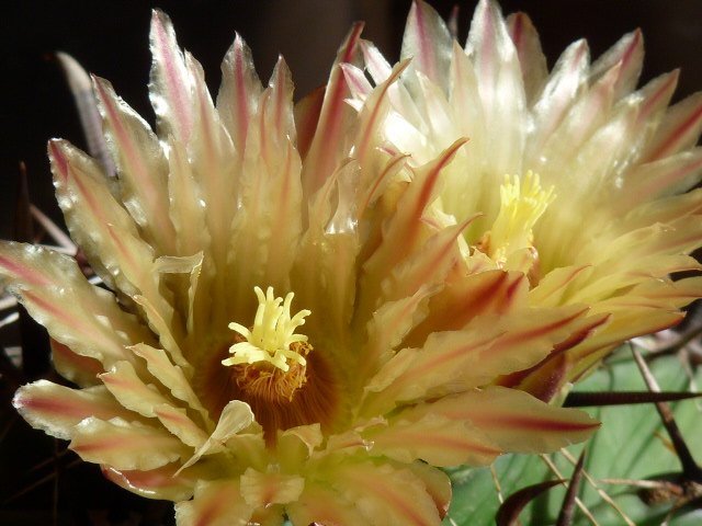 Ferocactus wislizeni ssp. herrerae 