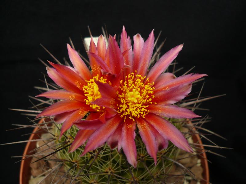 Thelocactus saussieri 