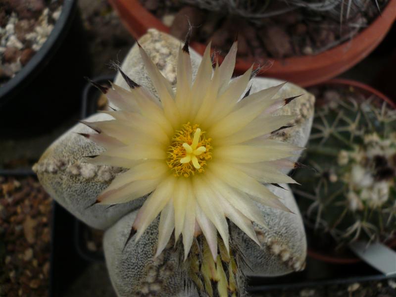 astrophytum coahuilense 