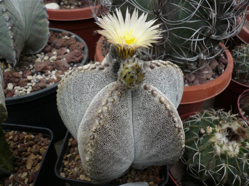 Astrophytum coahuilense 