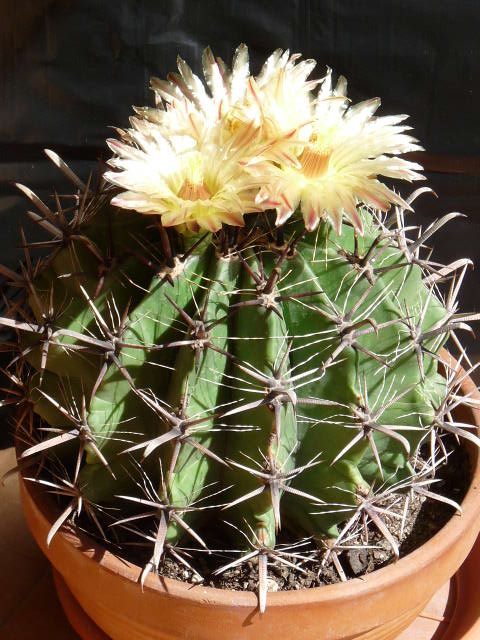 Ferocactus wislizeni ssp. herrerae 