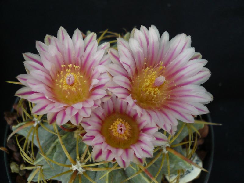 Ferocactus macrodiscus 