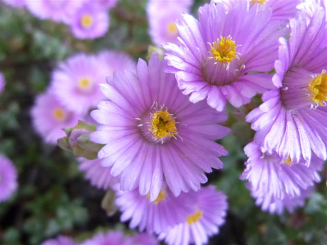 Oscularia deltoides 