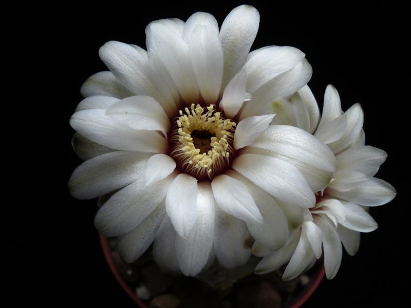 Gymnocalycium quehlianum 