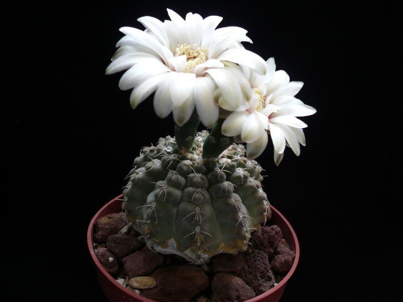 Gymnocalycium quehlianum 