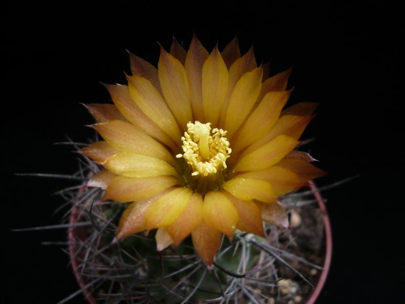 Pyrrhocactus strausianus 