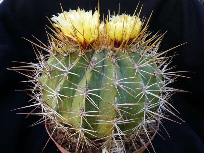 Ferocactus alamosanus 