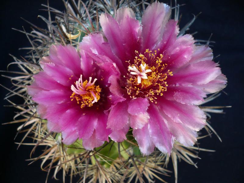 Ferocactus fordii 