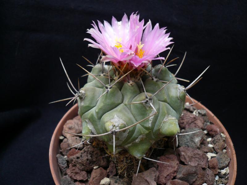 Thelocactus mirandus 