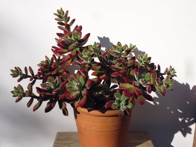 Echeveria pulvinata 