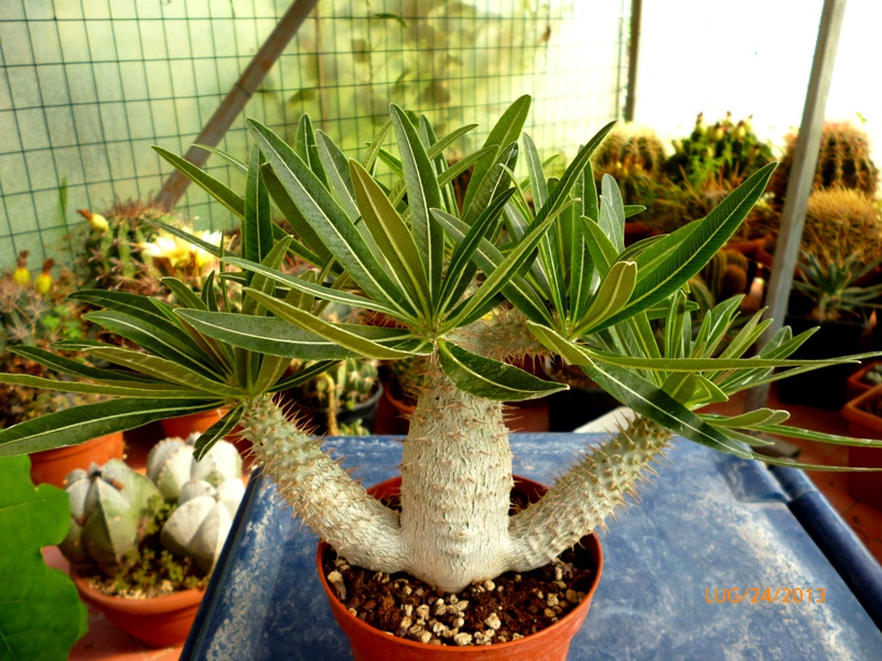 Pachypodium rosulatum v. gracilius 