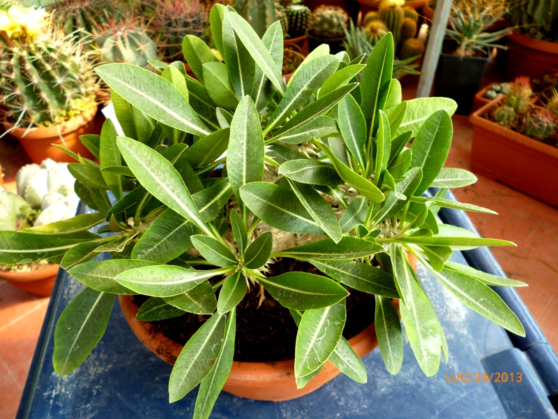 Pachypodium eburneum 