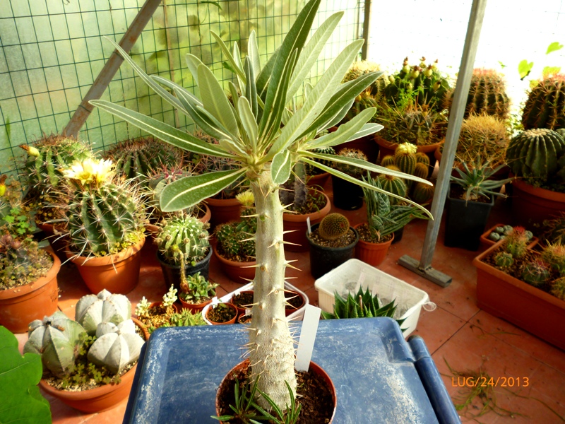 Pachypodium rosulatum 