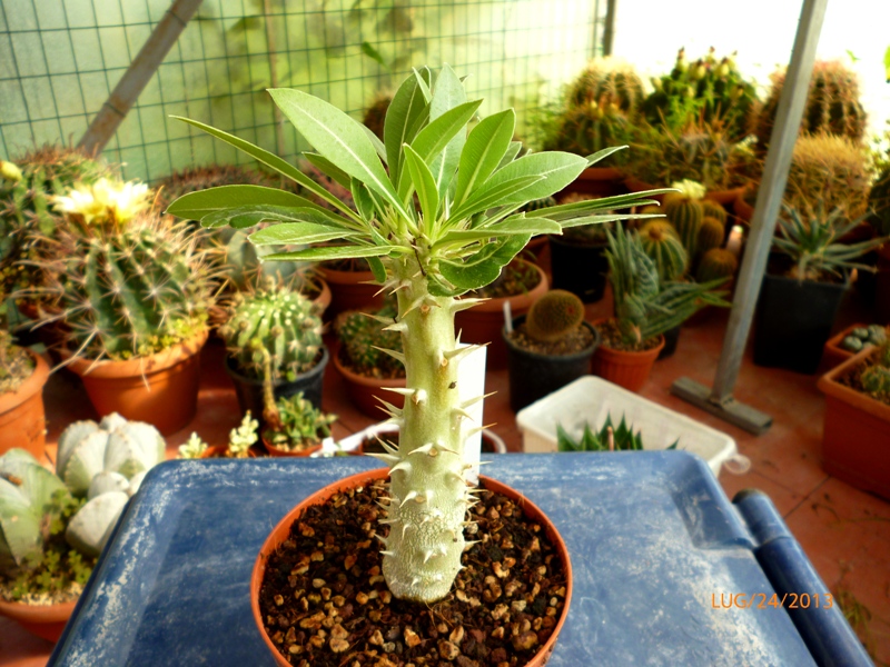 Pachypodium horombense 