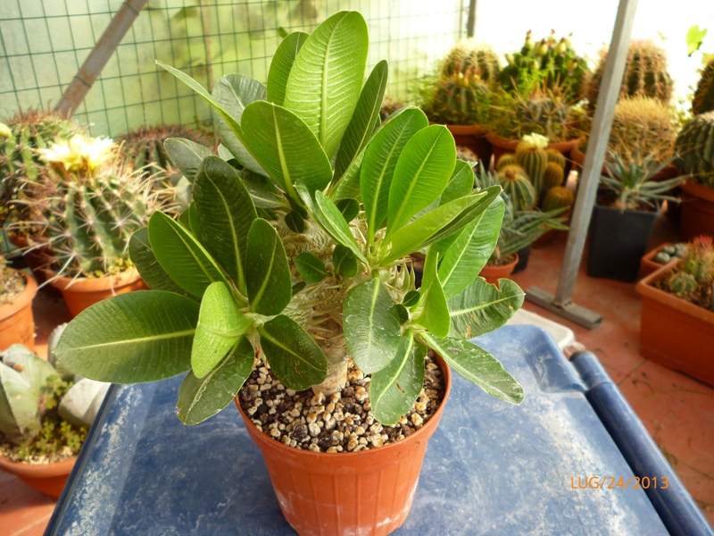 Pachypodium brevicaule 